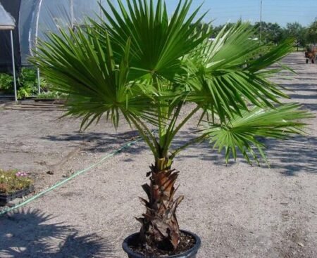 Пальма Washingtonia