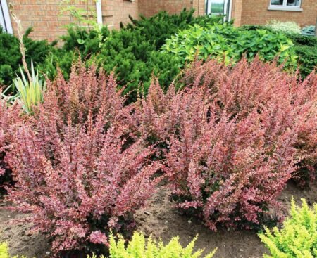 Berberis thunbergii Rose Glow4 Барбарис Тунберга Rose Glow