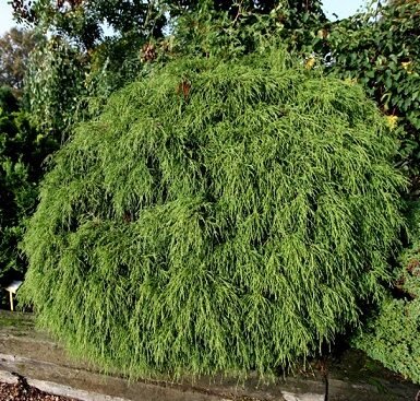 Кипарисовик горіхоплідний Filifera Gracilis