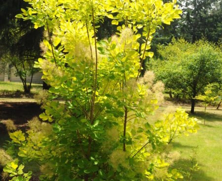 Скумпія шкіряна Golden Spirit