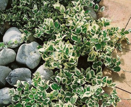 Euonymus fortunei Emerald Gaiety Бруслина Форчуна Emerald Gaiety