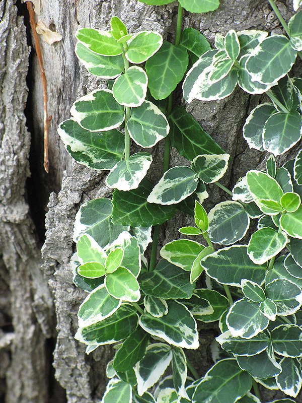 Euonymus fortunei Emerald Gaiety11