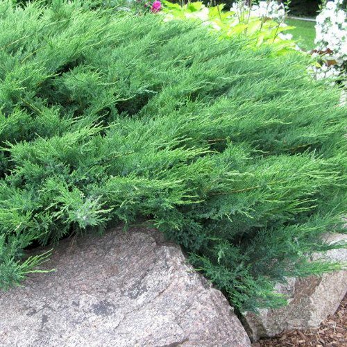 Juniperus sabina Blue Danube