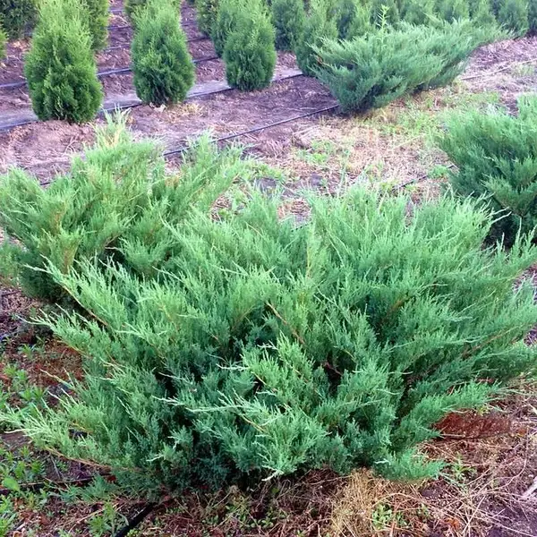 Juniperus sabina Blue Danube1