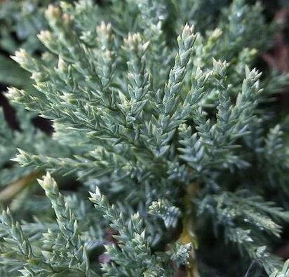 Juniperus sabina Blue Danube3