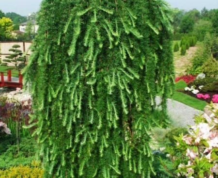 Модрина європейська Pendula