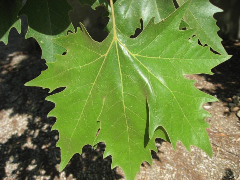 Platanus × acerifolia5
