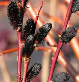 Верба тонкостовбурова Melanostachys