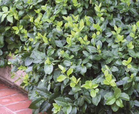 euonymus fortunei coloratus7 Бруслина Форчуна Coloratus