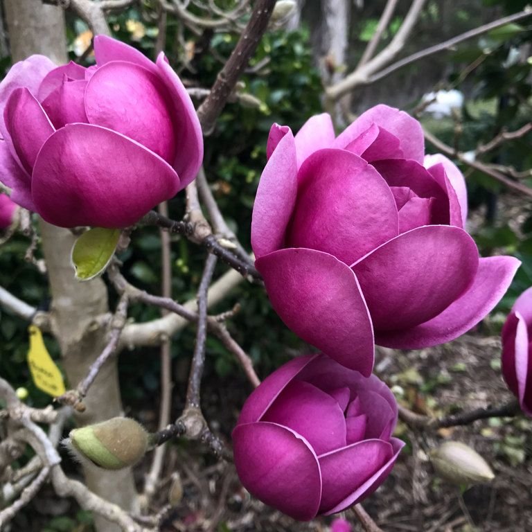 Black Tulip magnolia3