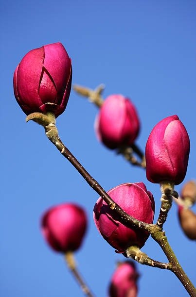 Black Tulip magnolia4