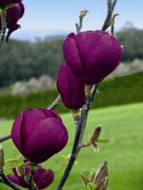 Магнолія Суланжа Black Tulip