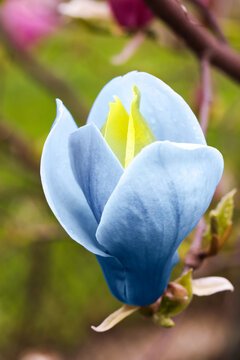 Magnolia Blue Opal2