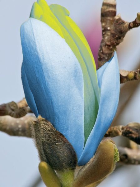 Magnolia Blue Opal6