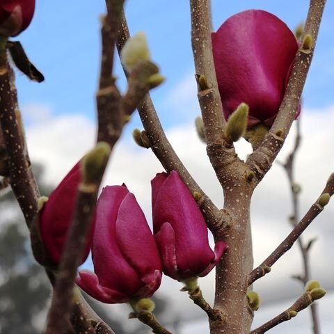 Magnolia Cameo1