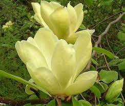 Magnolia Lois2