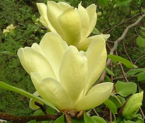 Magnolia Lois7