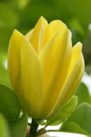 Магнолія бруклінська Yellow Bird