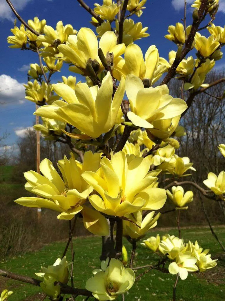 Magnolia Yellow Bird1