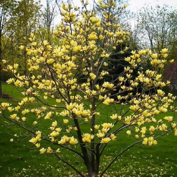 Magnolia Yellow Bird2