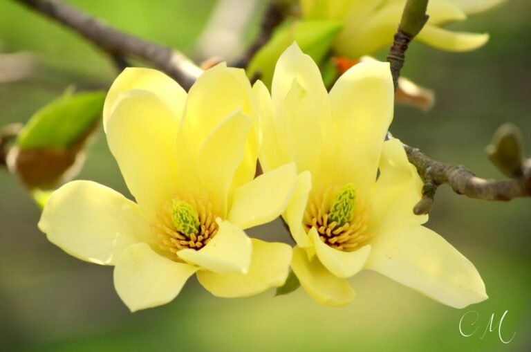 Magnolia Yellow Bird4