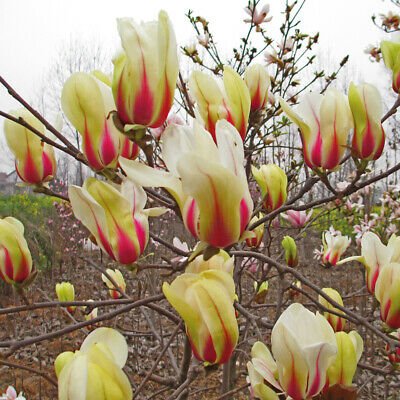 magnolia Sunrise43