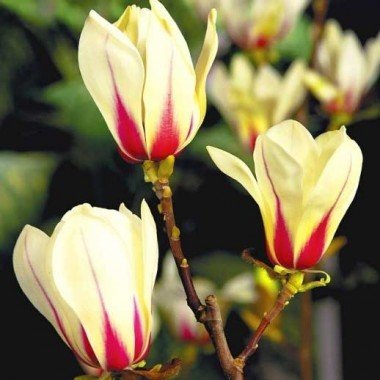magnolia Sunrise6