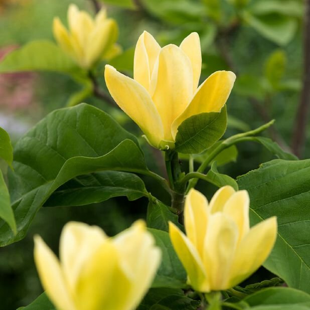 magnolia Yellow Lantern