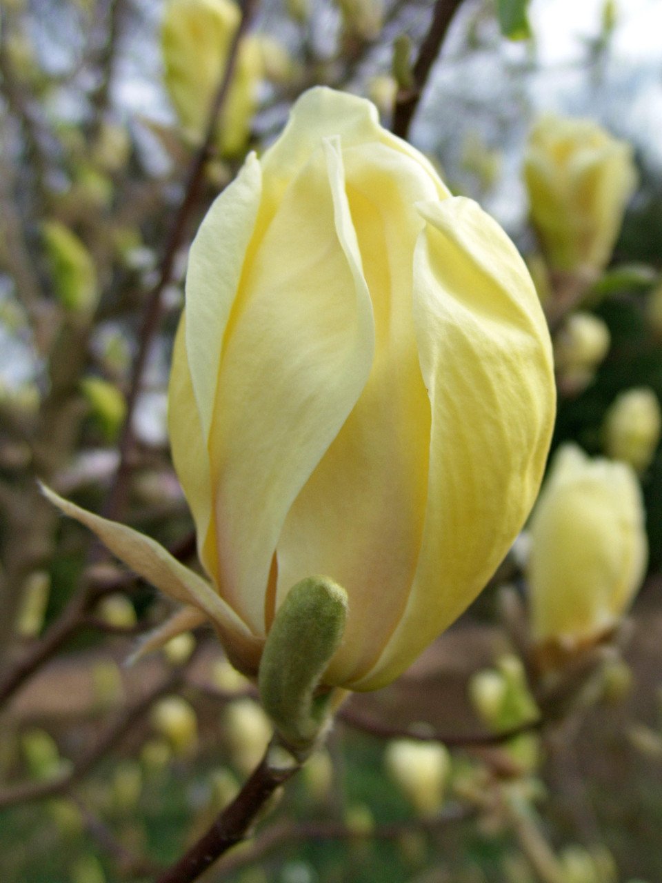 Магнолія Суланжа Yellow Lantern