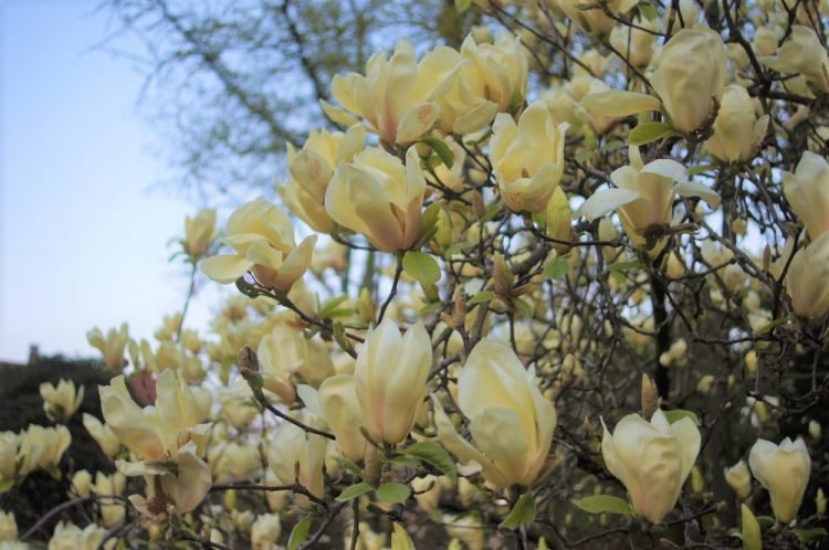 magnolia Yellow Lantern4