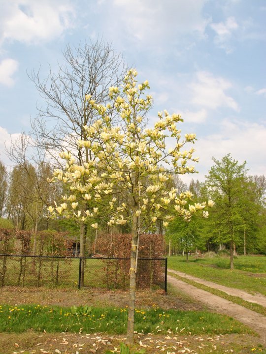 magnolia Yellow Lantern5