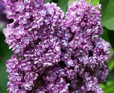 Syringa pavlinka2 Бузок звичайний Pavlinka