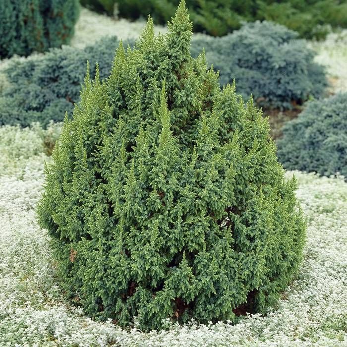 juniperus loderi