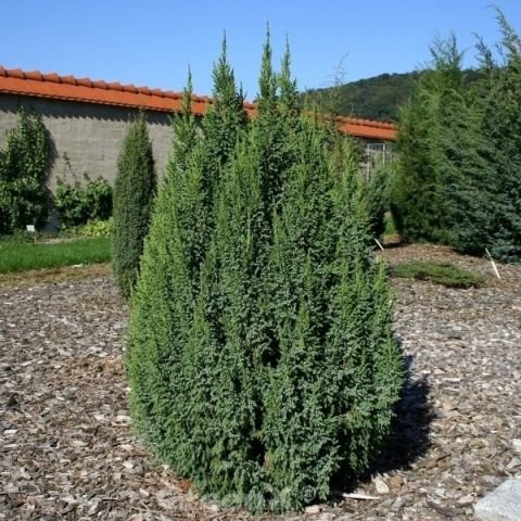 juniperus loderi2