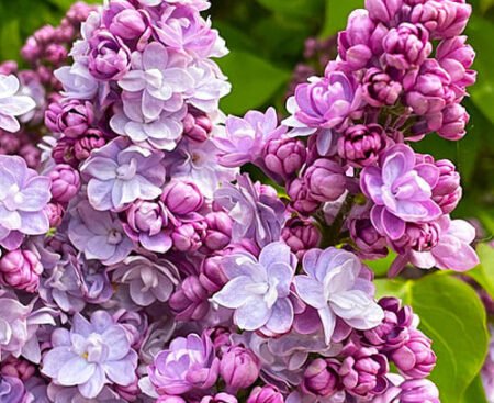 syringa belle de nancy1 Бузок звичайний Belle de Nancy