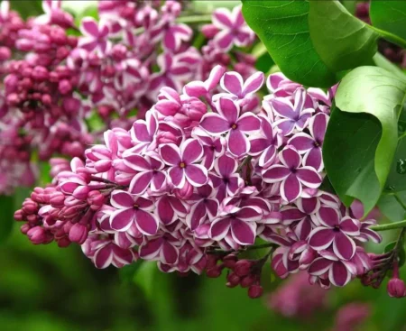 Бузок звичайний Sensation