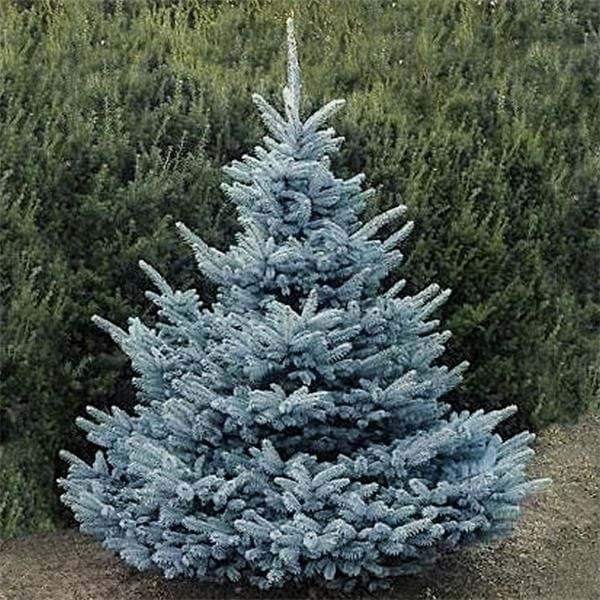 Picea blue diamond