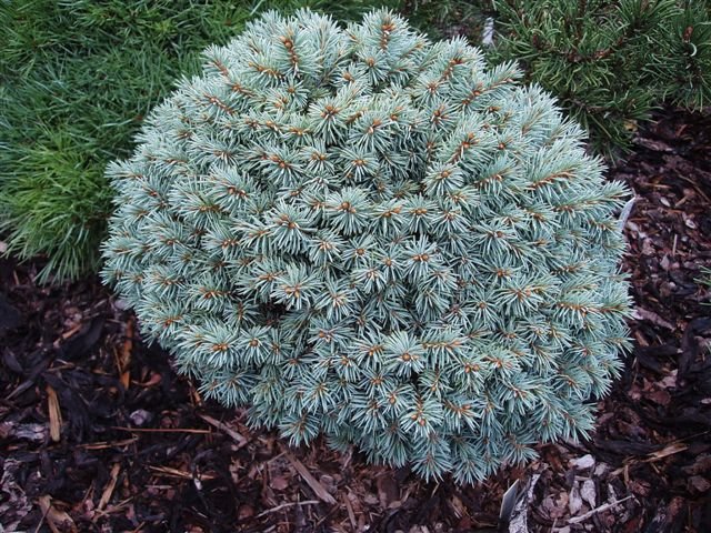 Ялина голуба колюча Blue Pearl