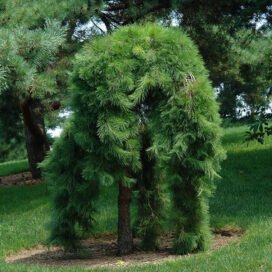 Сосна звичайна Pendula