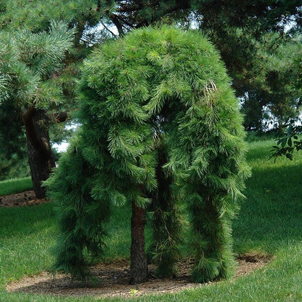 Сосна звичайна Pendula