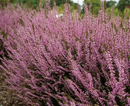 Calluna Lisbeth1 Верес звичайний Lisbeth