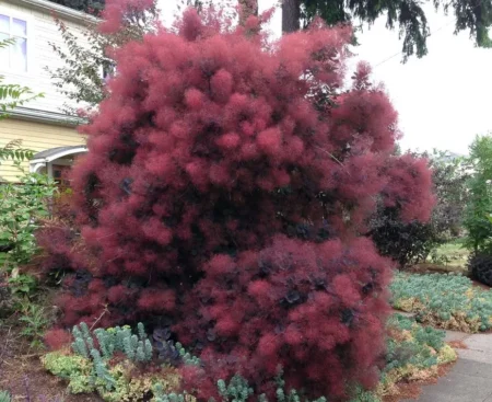 Скумпія шкіряна Purpureus