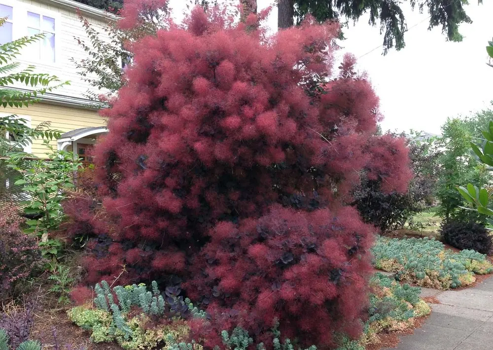 Скумпія шкіряна Purpureus