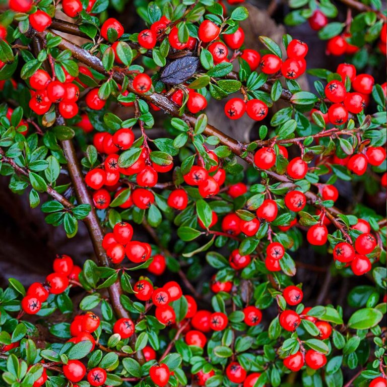 Cotoneaster dammeri Coral Beauty1