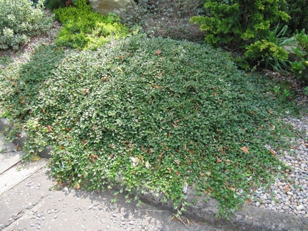 Cotoneaster dammeri Coral Beauty3