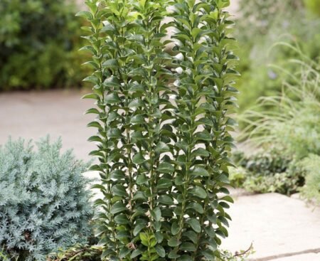 Euonymus japonicus Benkomasaki Бруслина японська Benkomasaki
