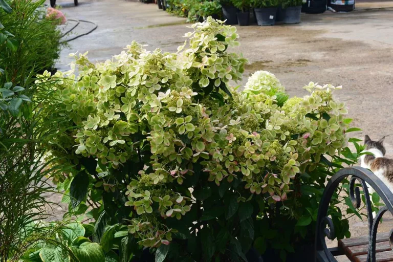 Hydrangea paniculata Pastelgreen3