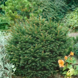 Ялина звичайна Pygmaea