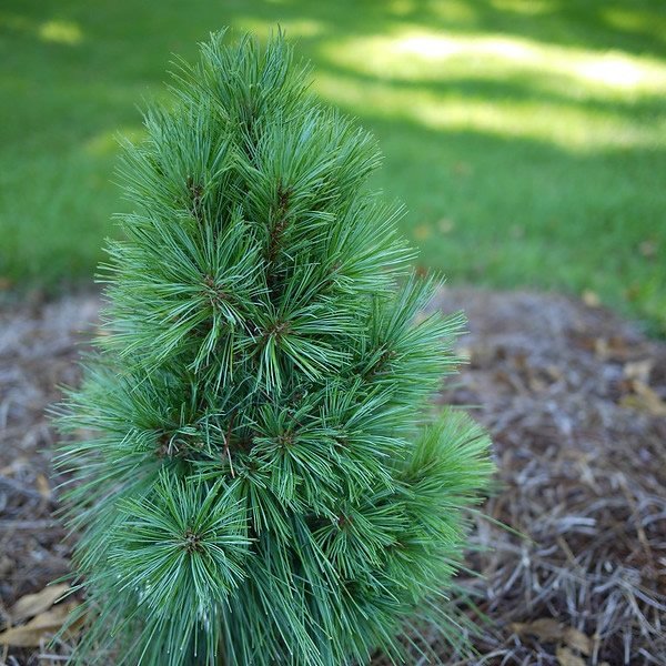 Pinus Wiethorst