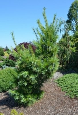 Pinus Wiethorst1